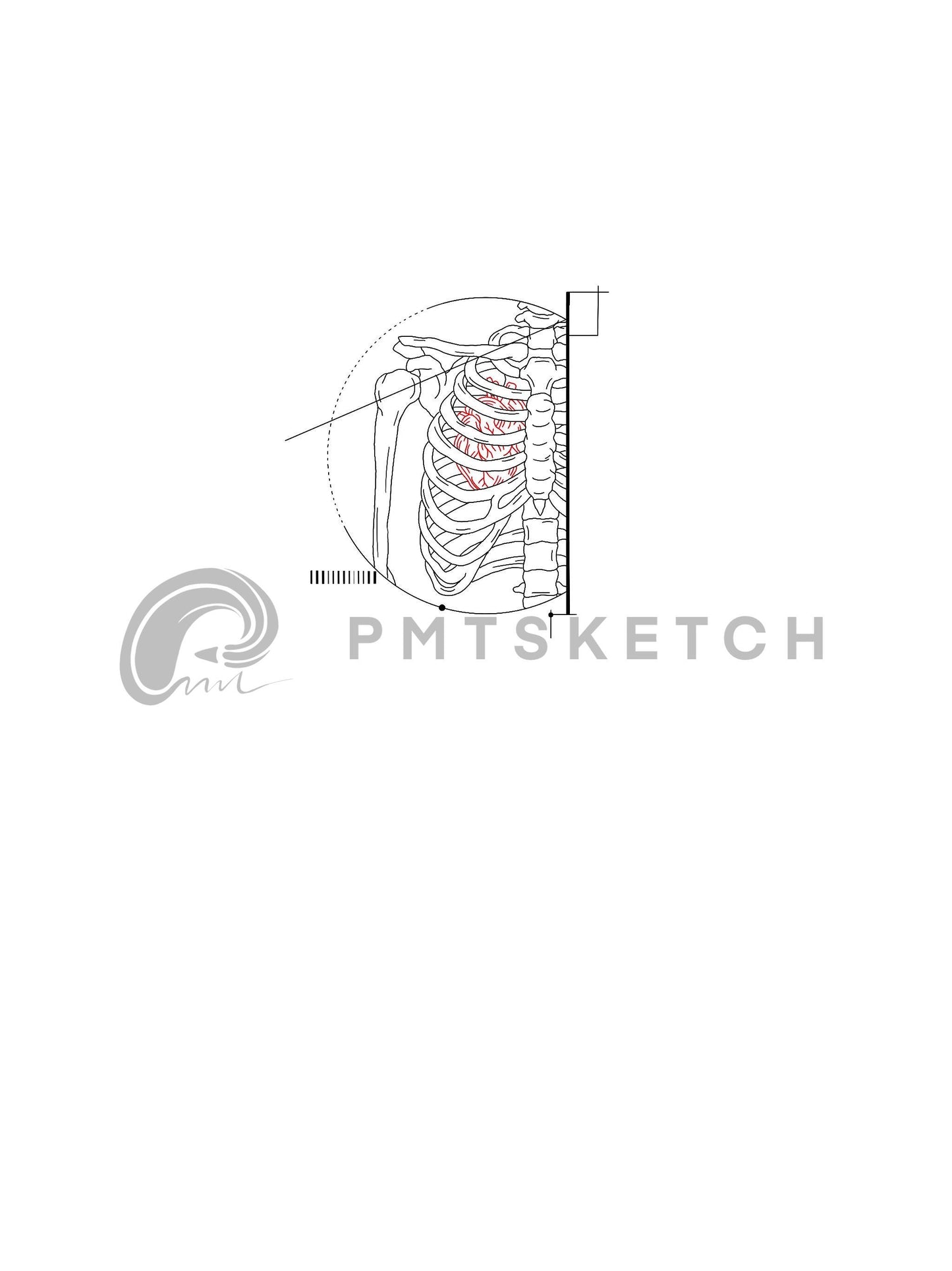 Skeleton / Red Human Heart