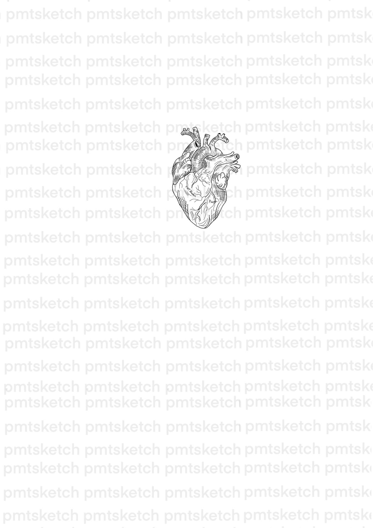 Sketch Anatomical Heart