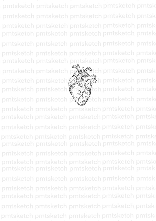 Anatomical Heart