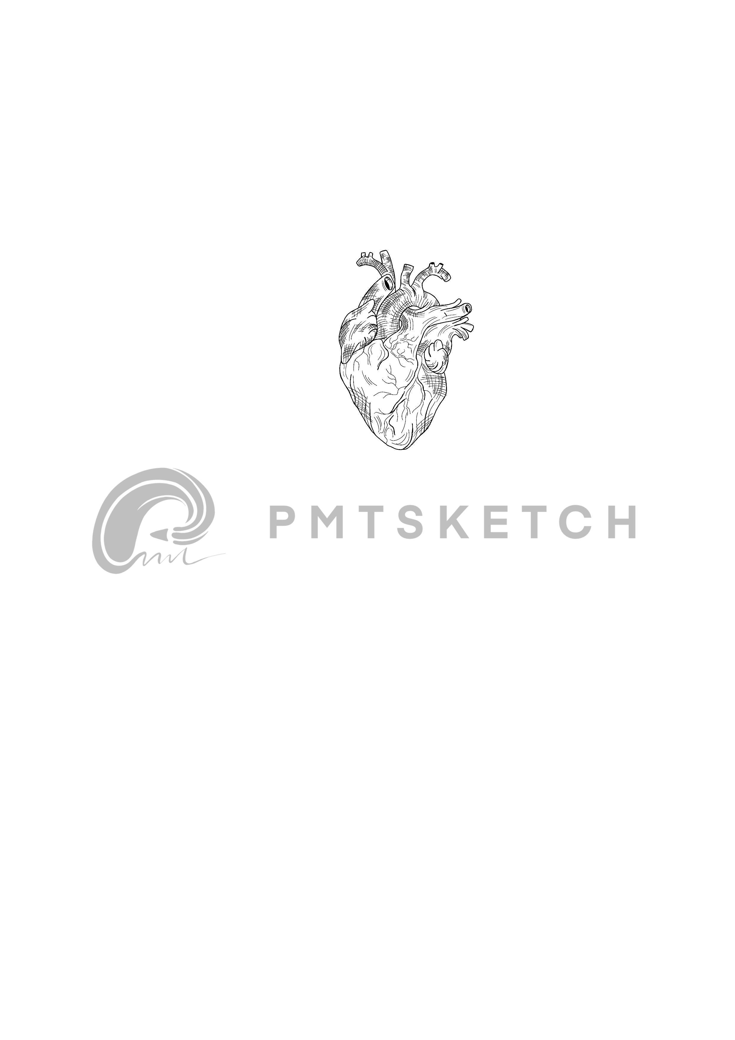 Sketch Anatomical Heart
