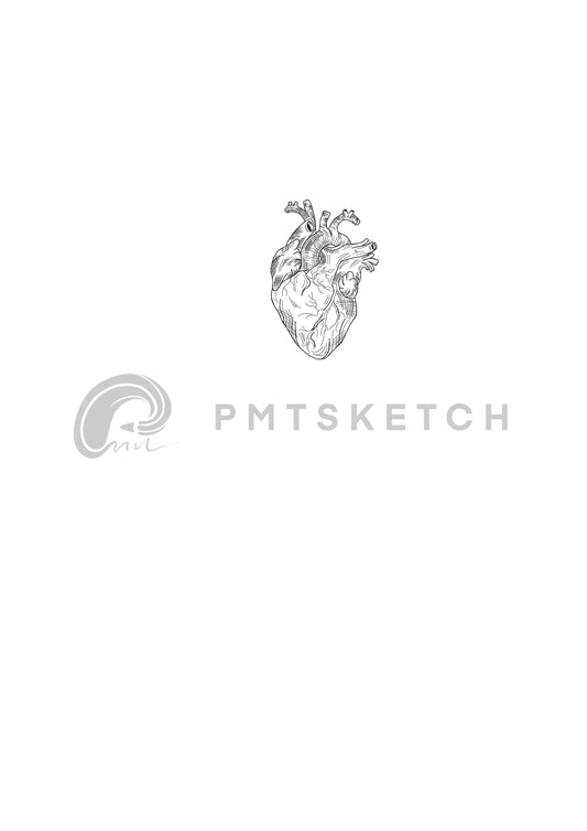 Sketch Anatomical Heart