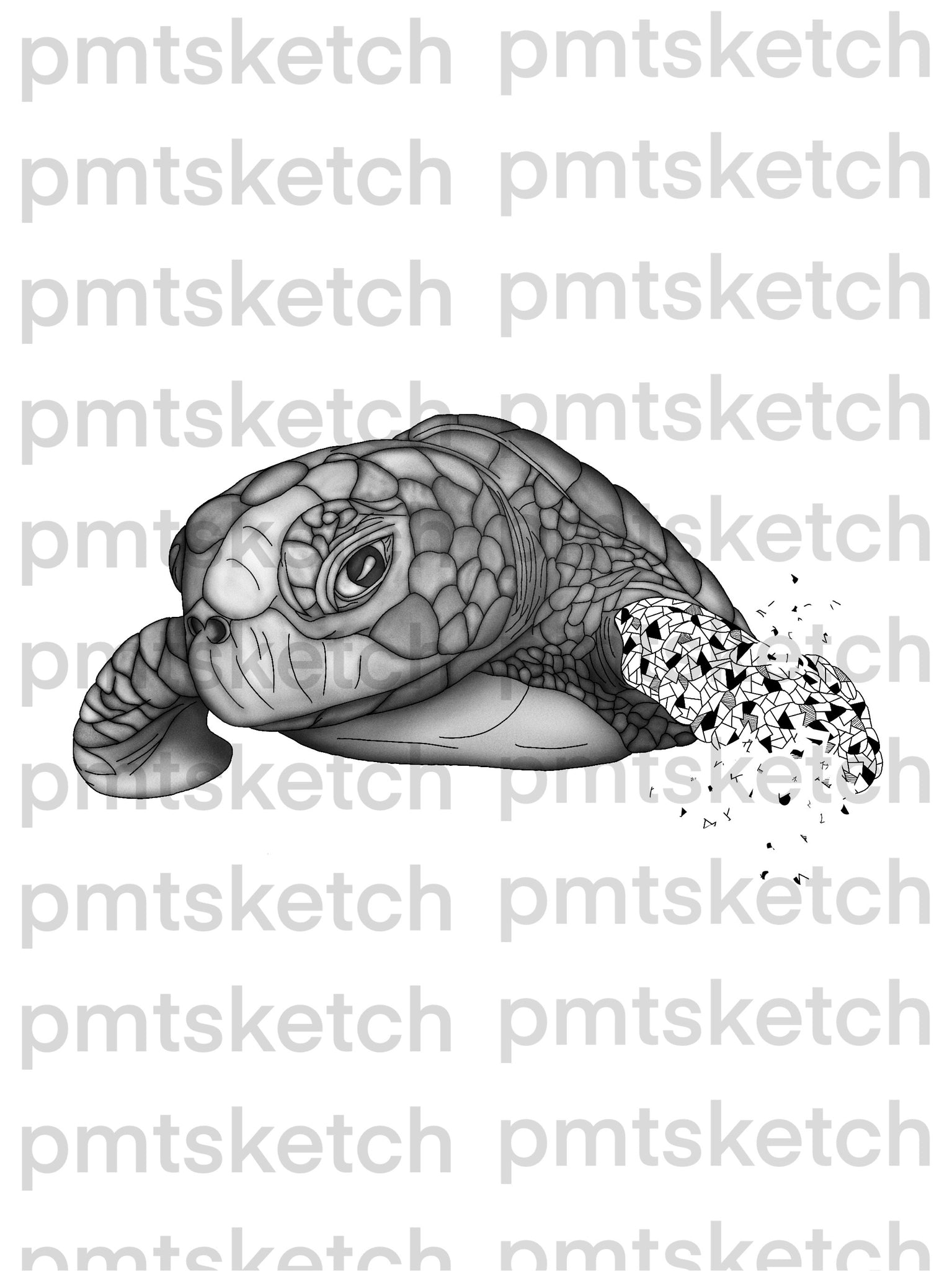 Shaded Turtle
